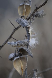 Milkweedpatterns 