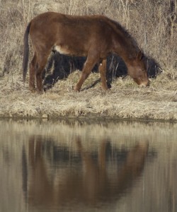 Roscoemirrorimage     