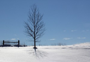 Windhover_tree_snow     